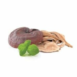 MycoMedica Reishi sušená 100 gramů