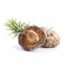 MycoMedica Shiitake sušená 100 gramů