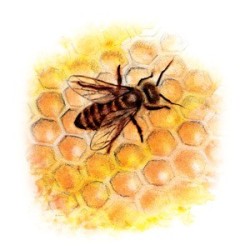 099 - Propolis