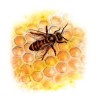 099 - Propolis