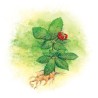 103 - Pavšehoj