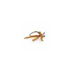 MycoMedica Cordyceps 50 % 90 kapslí