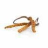 MycoMedica Cordyceps 50 % 90 kapslí