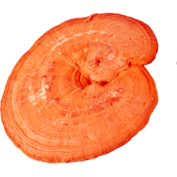 MycoMedica Reishi 90 kapslí