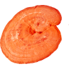 MycoMedica Reishi 90 kapslí